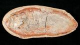 Perleidus Fossil Fish From Madagascar - Triassic #16733-1
